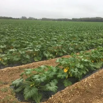 thumbnail for publication: Summer Squash Production in Miami-Dade County, Florida